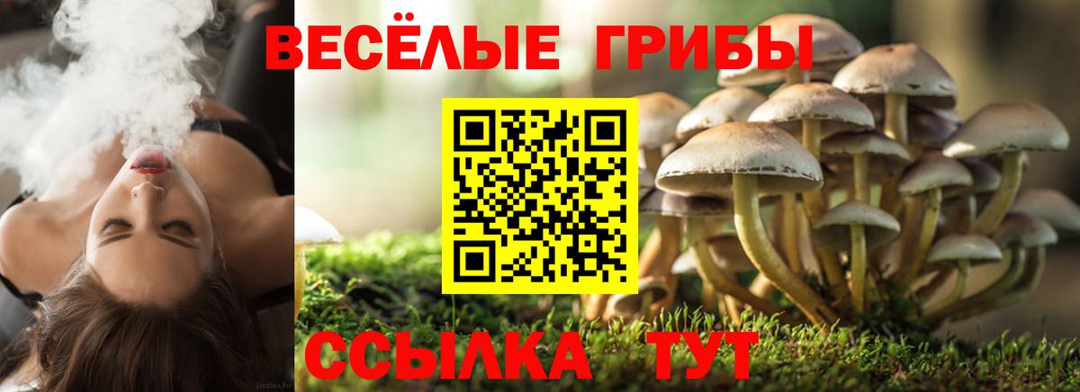 Галлюциногенные грибы Psilocybe Будённовск